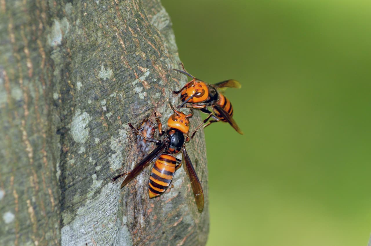 Giant Hornet