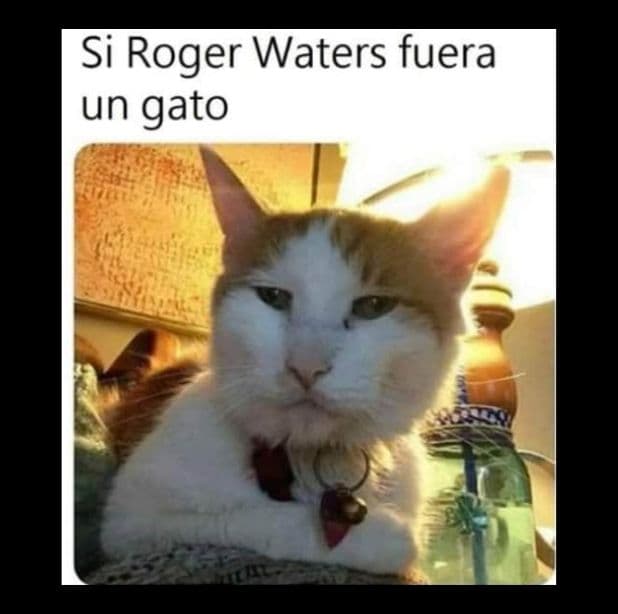 Como Roger Waters, bajista de Pink Floyd, en versión gato.