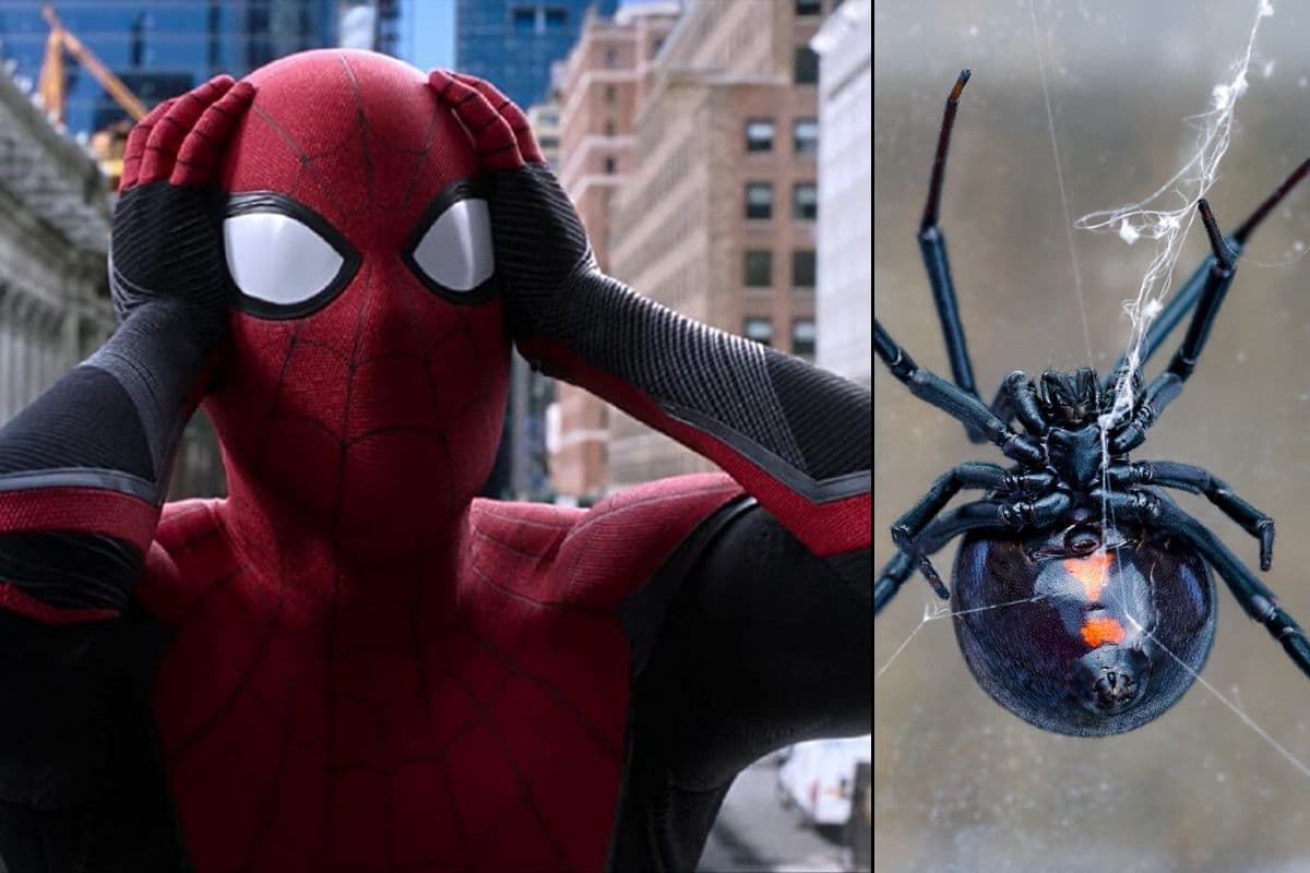 Tres niños se dejaron picar por una araña para convertirse en Spider-Man.