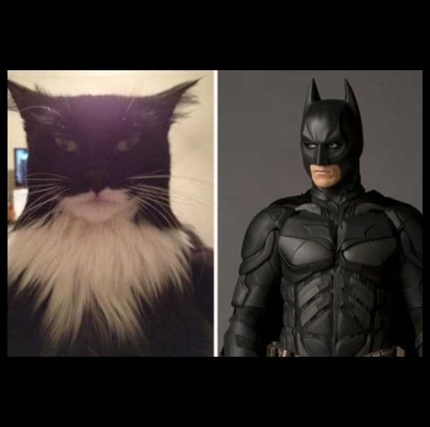La forma de su cara, sus ojeras y su barbita, todo en este gato nos da motivos para creer que se parece mucho a "Batman".