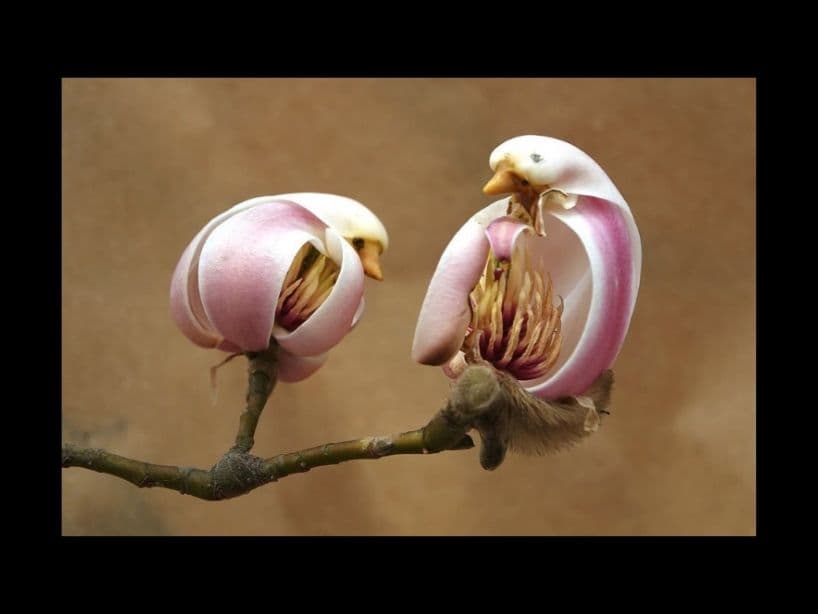 El detalle de la copia de la flor es tan impresionante que parece tener un pico y un ojo.