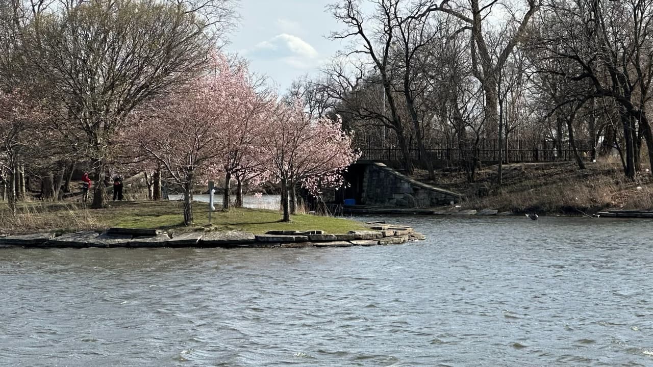 Primavera en Chicago: Vuelven a florecer los cerezos en Jackson Park 