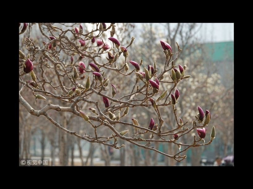 Este árbol que da flores violetas, hace creer que son pájaros sobre las ramas.