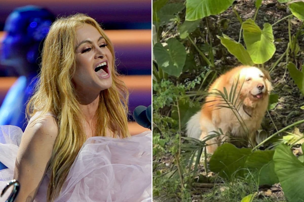 Paulina Rubio tuvo un extraño momento viral