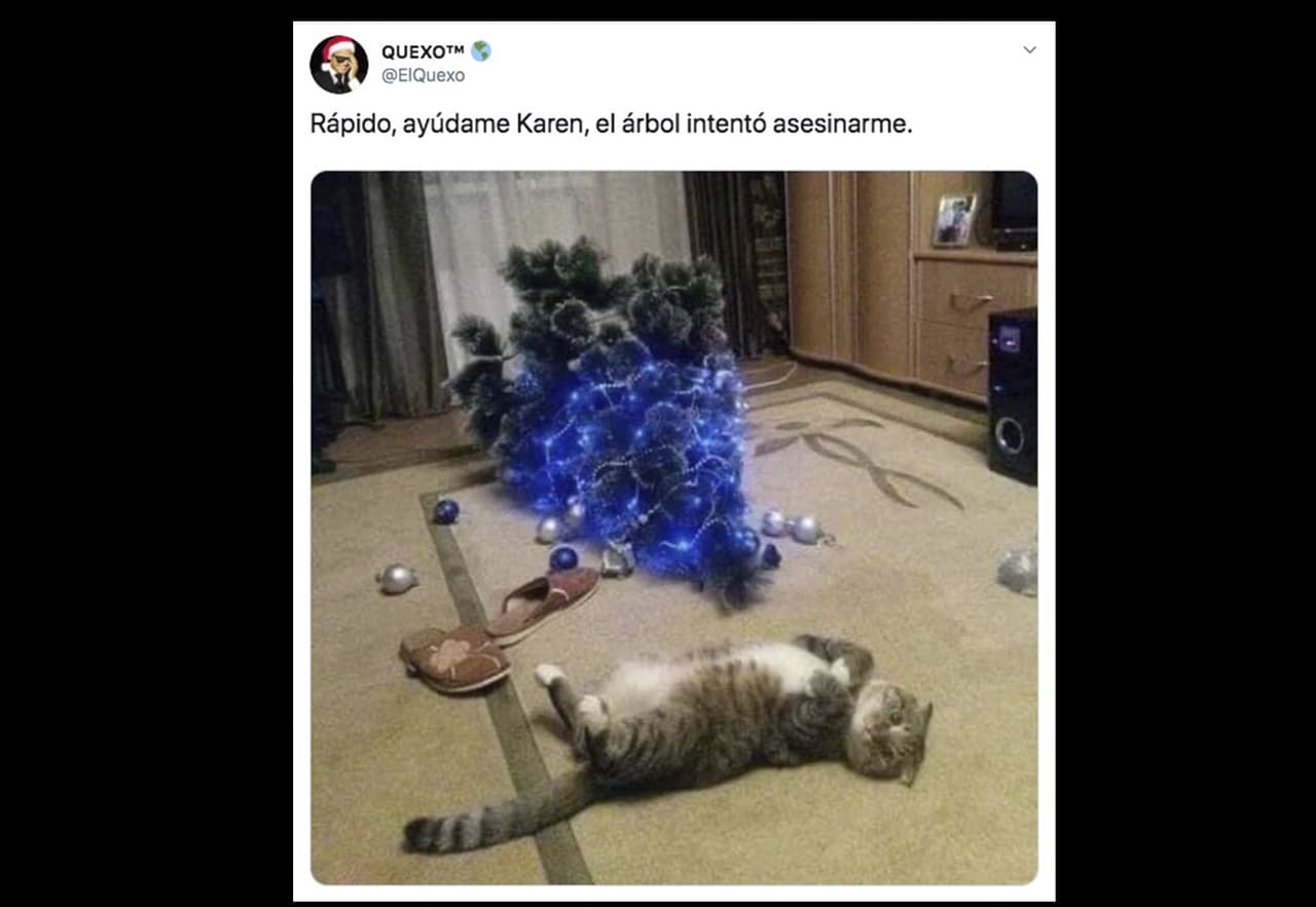 La verdad, la mayoría del tiempo los gatitos son los que tienen la culpa.