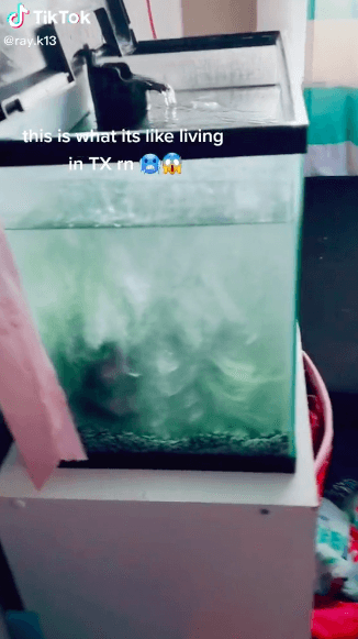 Desafortunadamente, algunos pececitos resultaron afectados por el frío, algo que vemos en videos compartidos desde TikTok.