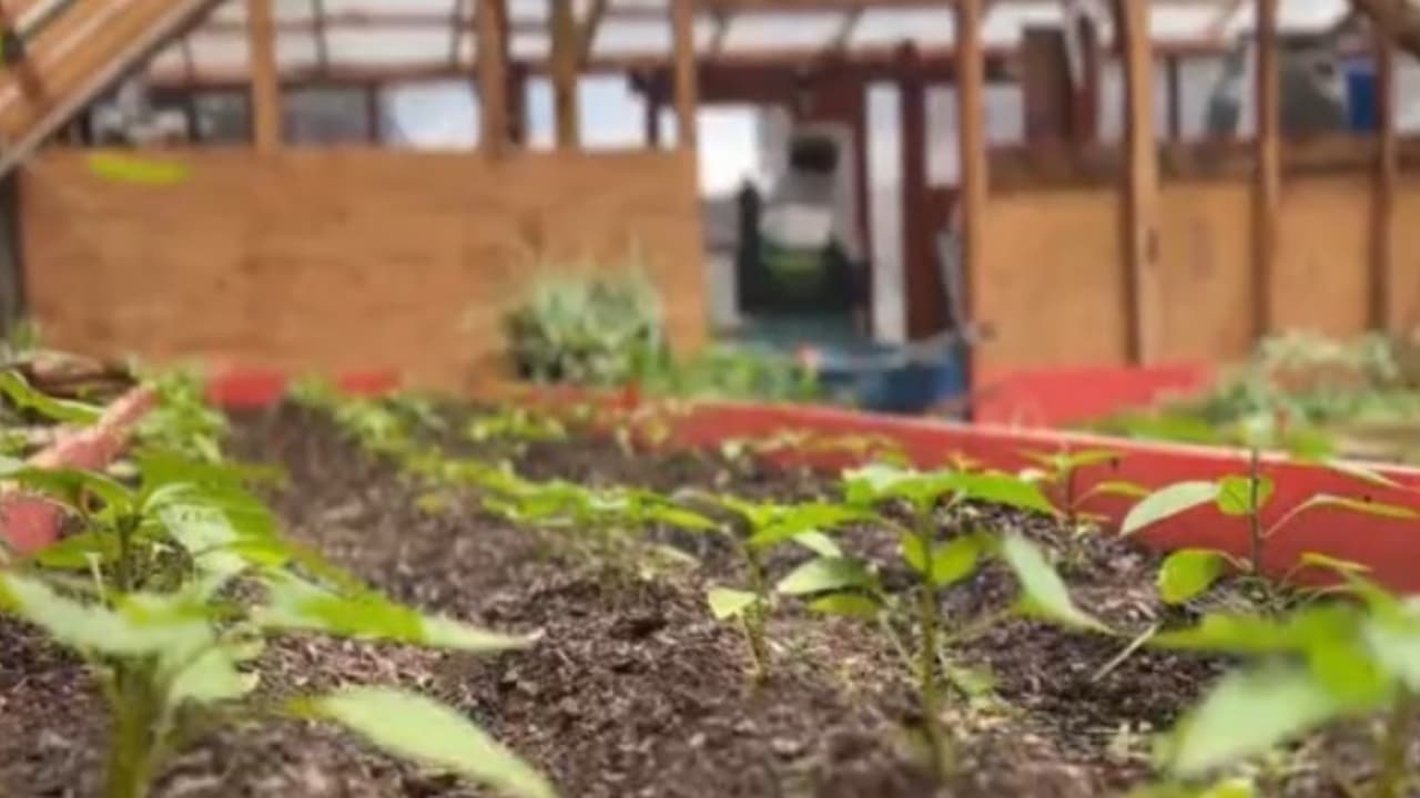 Huertos comunitarios: la alternativa para ahorrar dinero utilizada en varios vecindarios de Chicago