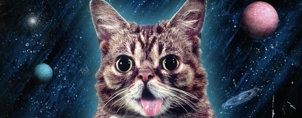Lil' Bub se popularizó en Internet en esta década por su peculiar cara. Este fin de semana, la pequeña felina falleció, según anunciaron sus dueños en redes sociales.