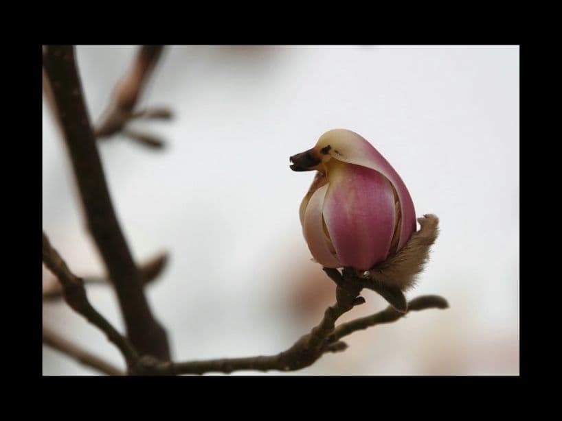 La Magnolia Lliliflora se ve así antes de abrirse.