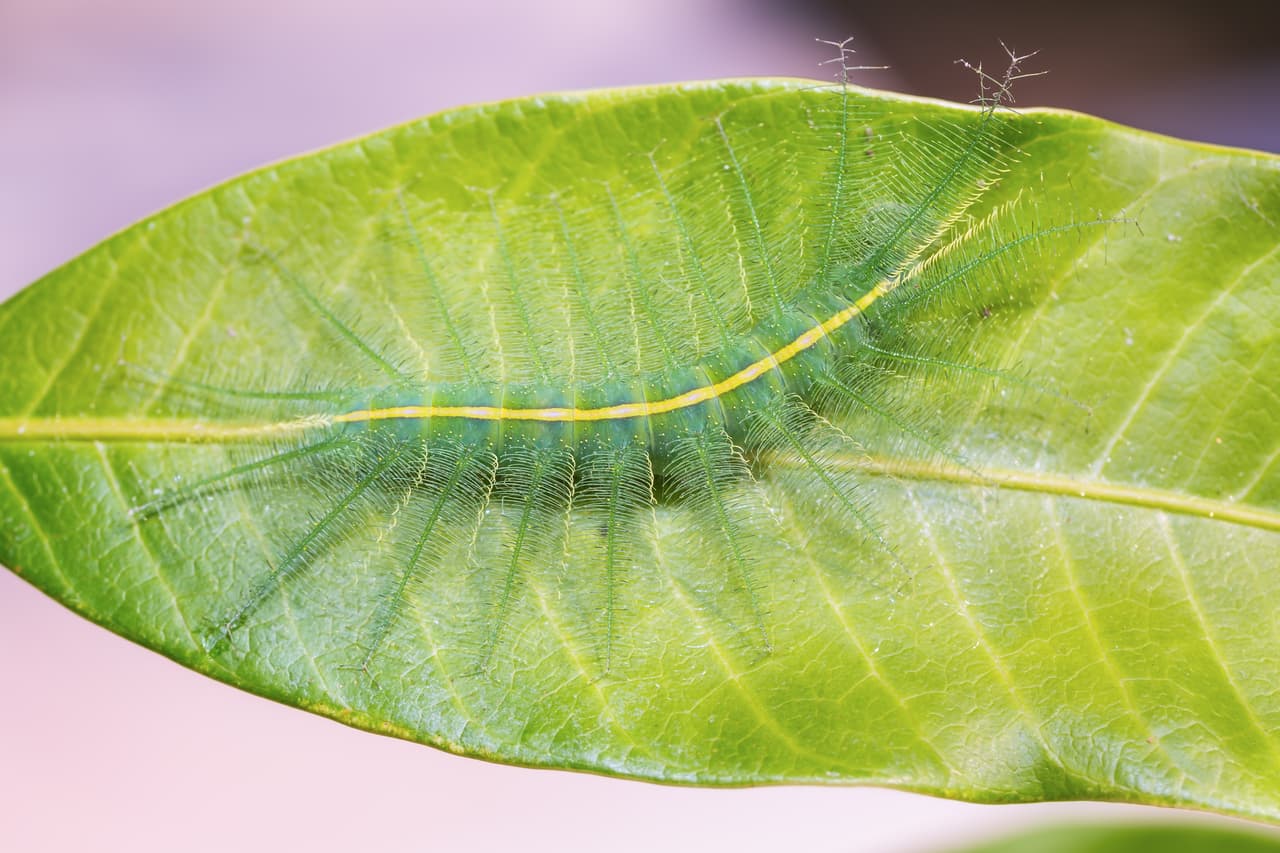 Close up of Mango Baron (Euthalia aconthea garuda) caterpillar on its host plant leaf, dorsal view