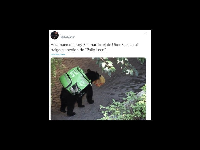 ¿Te imaginas que te hablen por teléfono y te digan: “Soy BEARnardo, su pollo está aquí” y lo que veas sea a este adorable y peligroso animal?