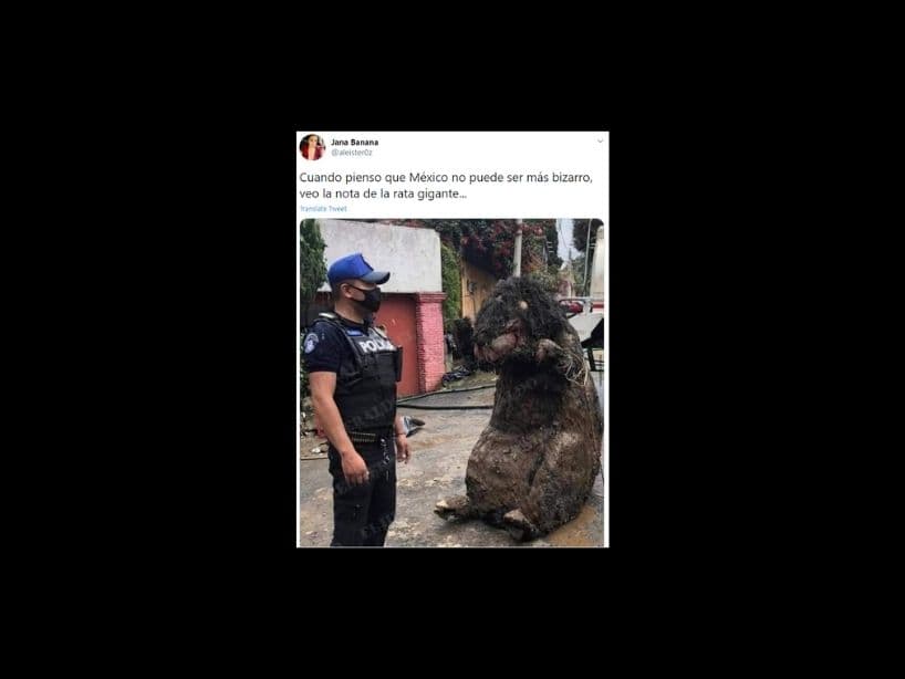 ¿Te imaginas haber sido aquella personas que la encontró? Ese momento antes de darte cuenta de que es una botarga, ha de haber sido terrorífico.