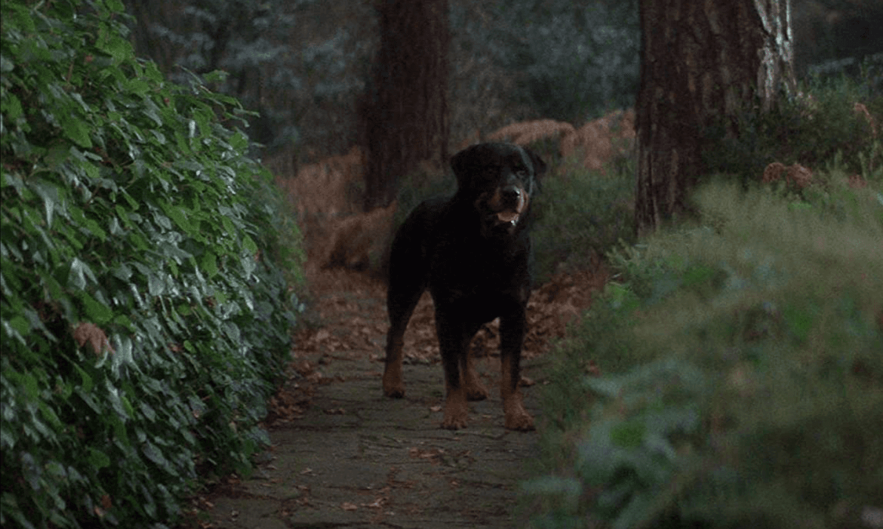 Los productores de la película, también por fortuna, sobrevivieron a una bomba que colocó el grupo terrorista, IRA, en su hotel. Luego, el encagado de los efectos especiales, John RIchardosn, iba en un coche con su asistente, Liz Moore, misma que murió decapitada tras sufrir un accidente.
<br>
<br>Y por si todo no había sido suficiente lección sobre el cuidado al hacer películas de terror, el encargado de los rottweilers que aparecen en la cinta, fue atacado por sus perros, mientras que su colega fue devorado por unos leones después de que la puerta de su jaula se quedó abierta; hasta ahora no se ha descifrado porque no estaba cerrada.
<br>