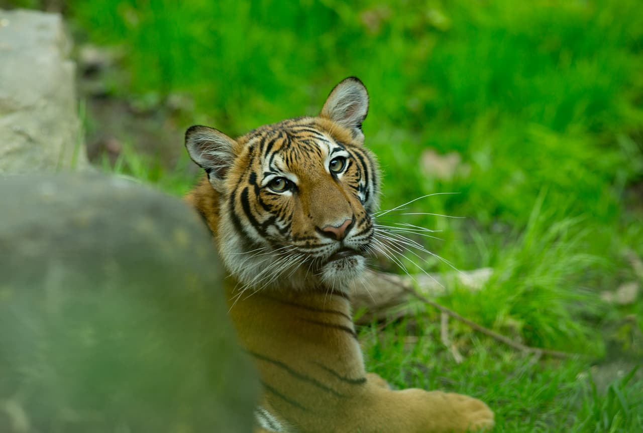 BRONX, NY- APRIL: A Malayan tiger cub in its enclosure at the Bronx Zoo on April 27, 2017 in the Bronx, New York. (Photo by Andrew Lichtenstein/Corbis via Getty Images)