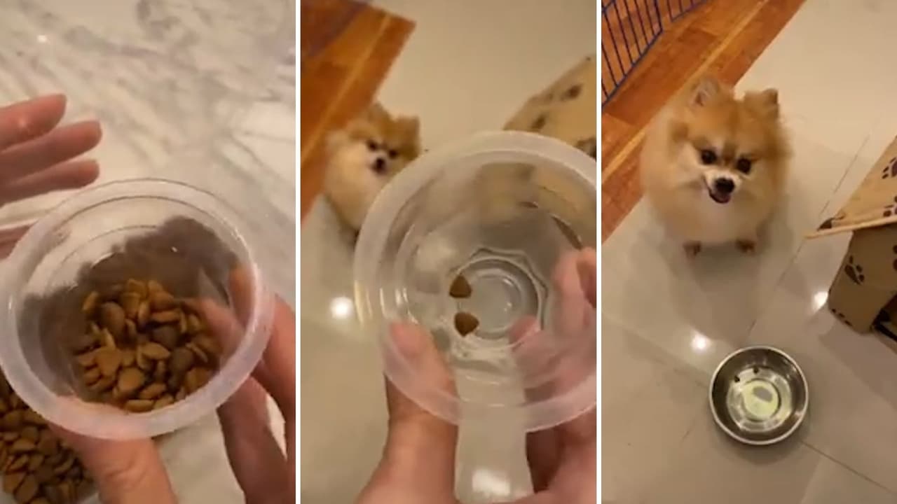 A este perrito le jugaron una broma con sus croquetas y su indignada reacción no tiene precio