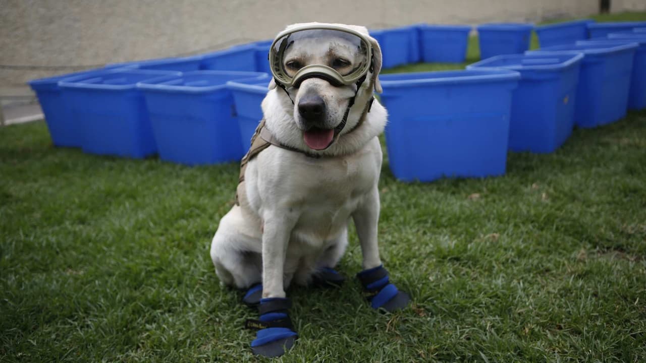 Retiran a la perrita rescatista Frida y como premio, le dan un juguete
