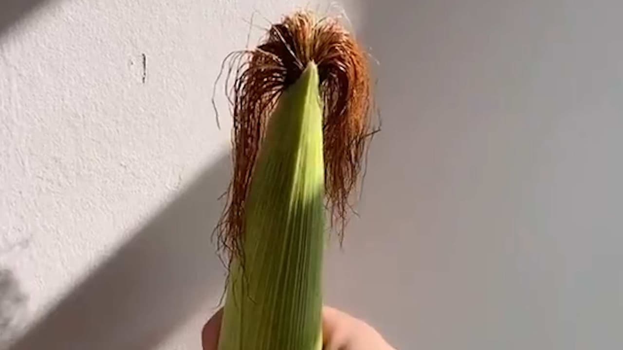 Alguien le puso shampoo, peinó un elote y quedó DIVINO