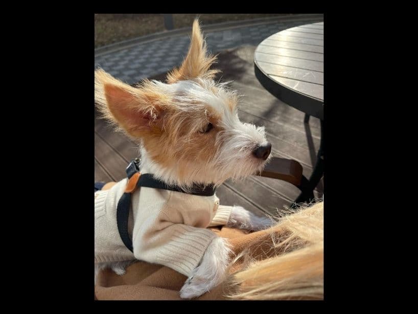 Fotos de Hank, el tierno perrito de Rosé de BLACKPINK.