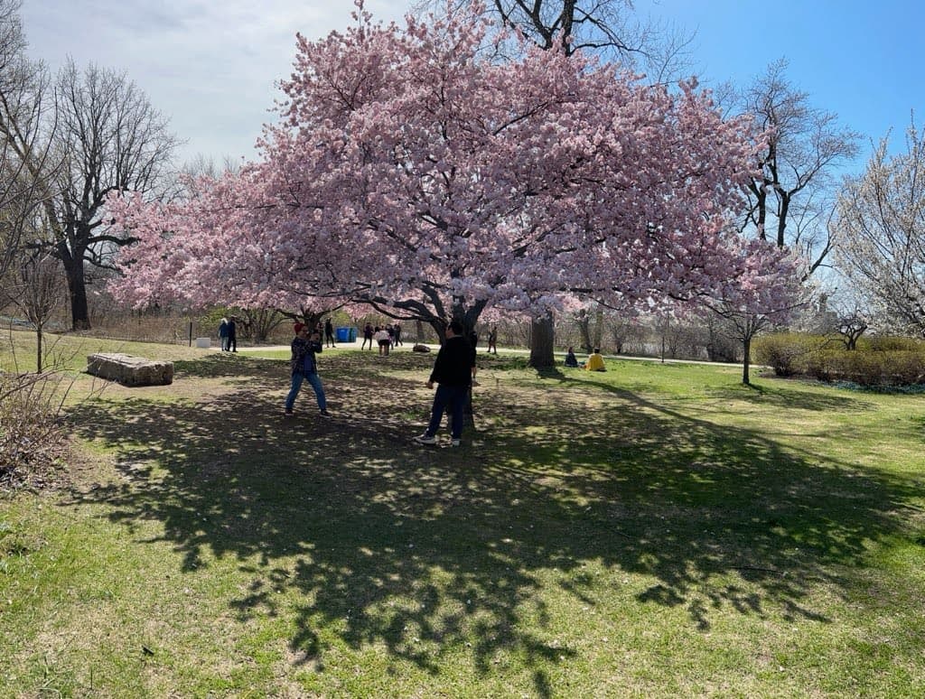 Primavera en Chicago: Vuelven a florecer los cerezos en Jackson Park 