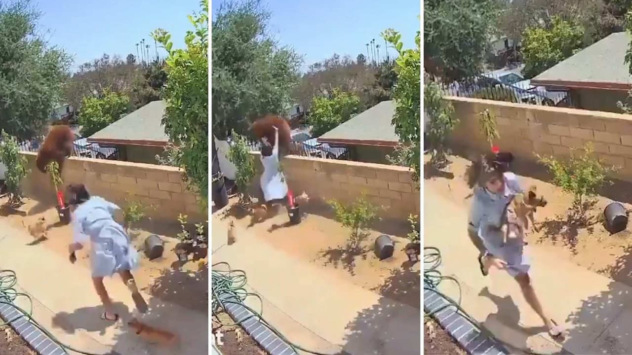 El heroico momento en el que una mujer defendió a sus perros de un oso