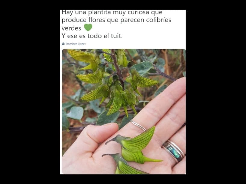 Julio Contreras fue el culpable de la locura por las plantas que siguió; la primer imagen que se compartió fue esta que parece un colibrí en vez de una flor.