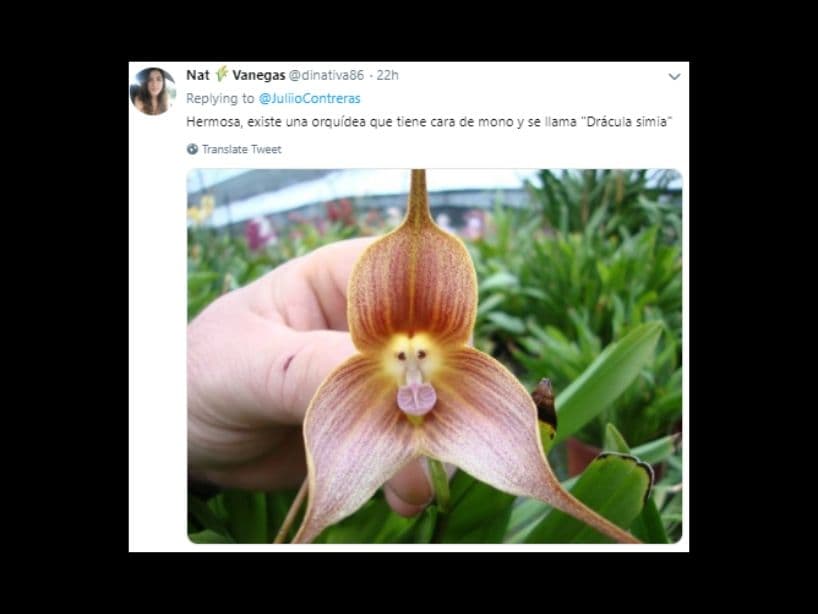 Esta orquidia tiene un pistilo que asemeja su centro a la cara de un chimpancé.