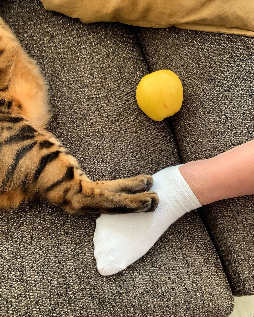 Ambos toman siestas juntos.