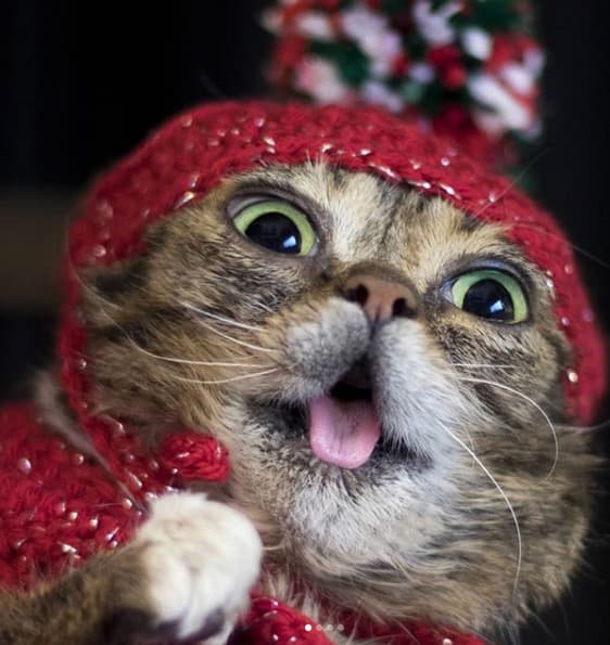 La gatita nació con distintas mutaciones genéticas que la hacían tener un aspecto extraño, además de deformaciones en sus huesos, la pequeña no tenía dientes. A pesar de todo, sus dueños la adoptaron desde pequeña y decidieron darle un hogar, sin imaginarse que se convertiría en una celebridad.