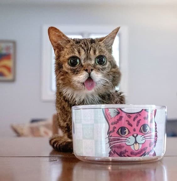 Descansa en paz, Lil' Bub. El Internet nunca te va a olvidar.