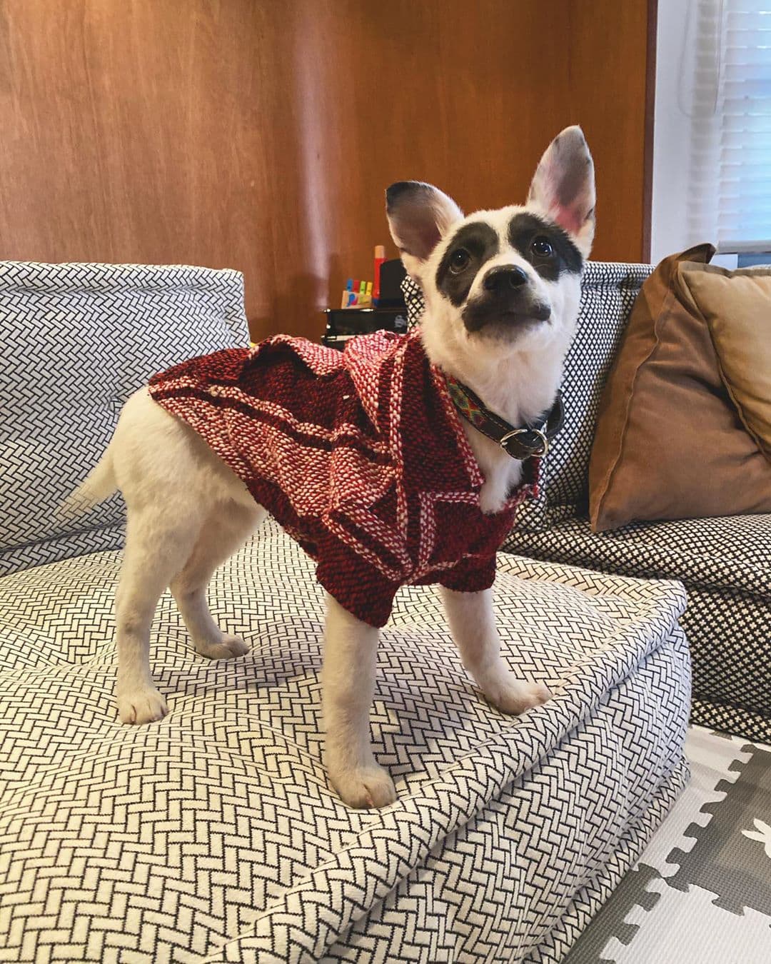 <b>Joy Huerta </b>conmovió a todos su fans que son amantes de los animales al compartir una fotografía de la perrita que adoptó.
<br>