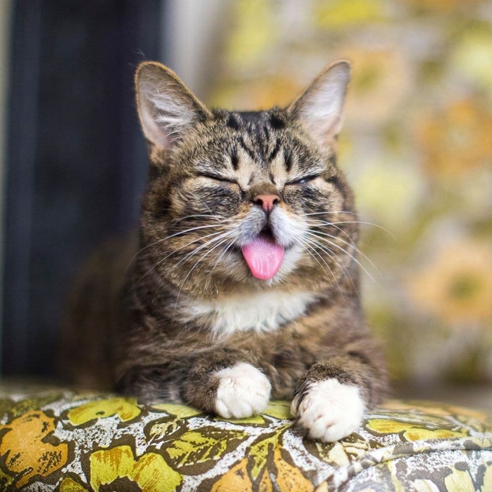Lil' Bub, vivió ocho años y medio. A lo largo de este tiempo ganó más de dos millones de seguidores en Instagram y se convirtió en la protagonista del documental 'Lil Bub & Friendz', ganador del Premio al Mejor Largometraje del Festival Online de Tribeca 2013.
