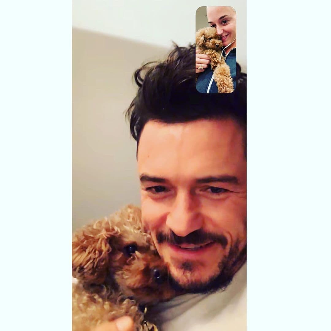 La bebé complementa la familia de Katy Perry, Orlando Bloom y sus perritos.