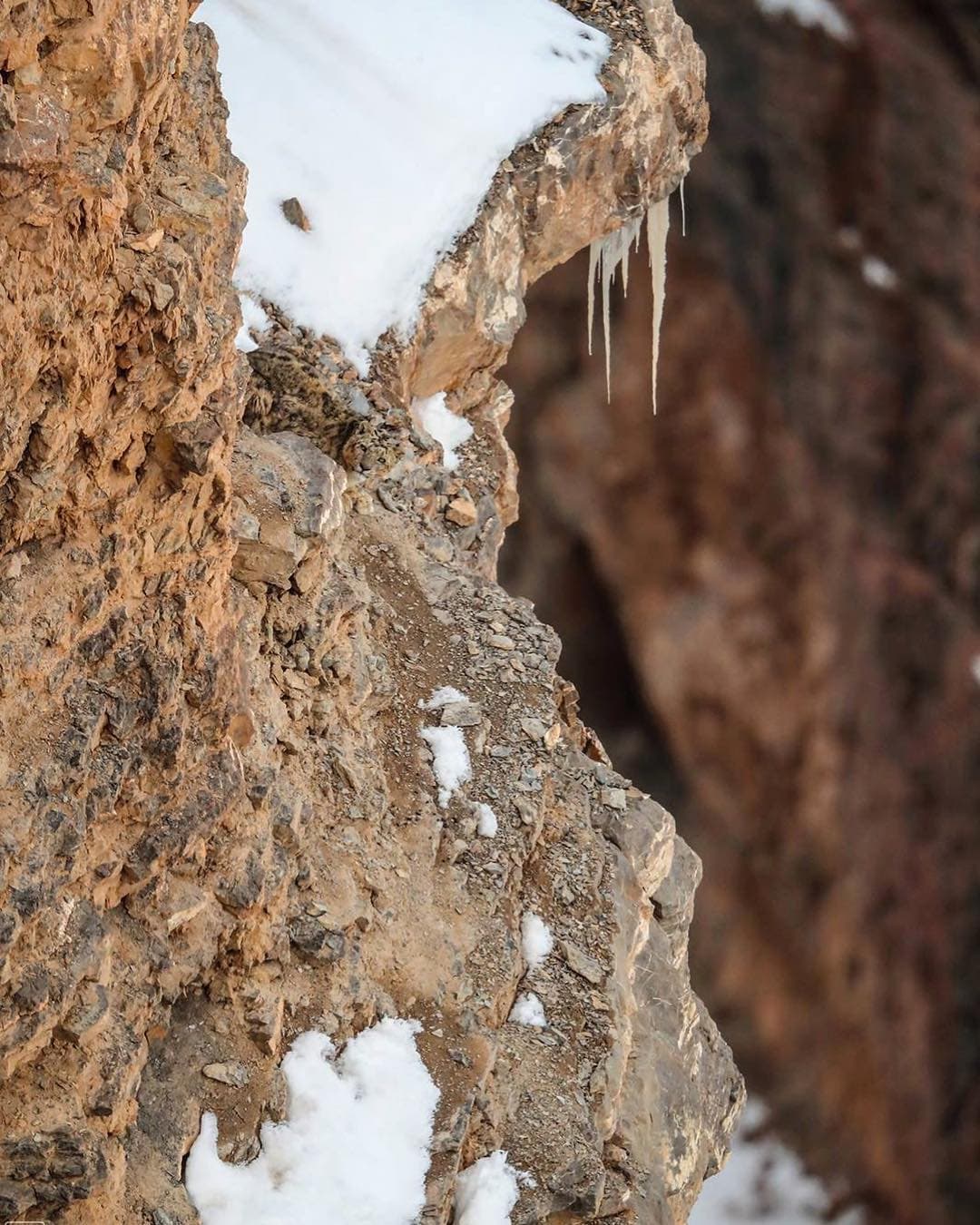 El fotógrafo Saurabh Desai logró captar a un leopardo de las nieves. ¿Ya lo encontraste?