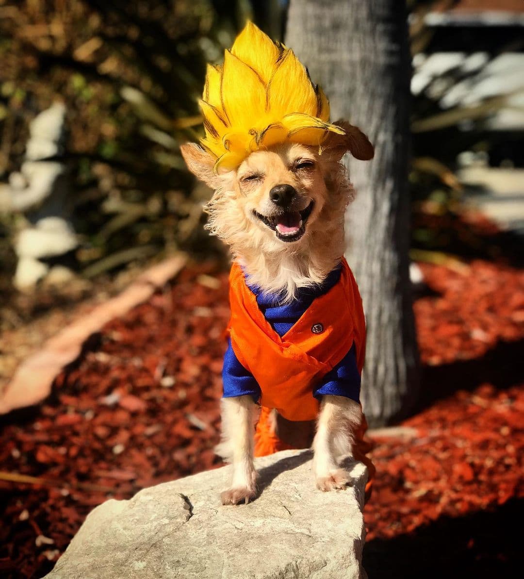 Harley, la perrita cosplayer, nos demuestra que no solo los humanos disfrutan de ponerse los outfits de sus personajes favoritos. Esta suave lomita de Estados Unidos ama ir a convenciones y eventos geeks, y en sus fotos se puede ver que se siente muy cómoda.