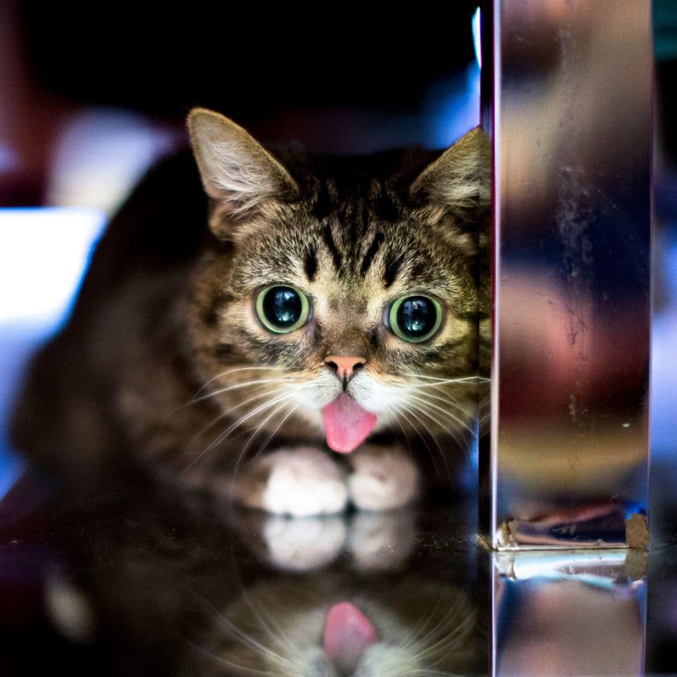 Bub, quien se robó el corazón del Internet, falleció tranquilamente mientras dormía. Su dueño dijo "en serio creo que ella tomó la decisión de dejar su cuerpo para que nuestra familia no tuviera que tomar esa difícil decisión" y aseguró que Bub había cambiado su vida y la de su familia para siempre.