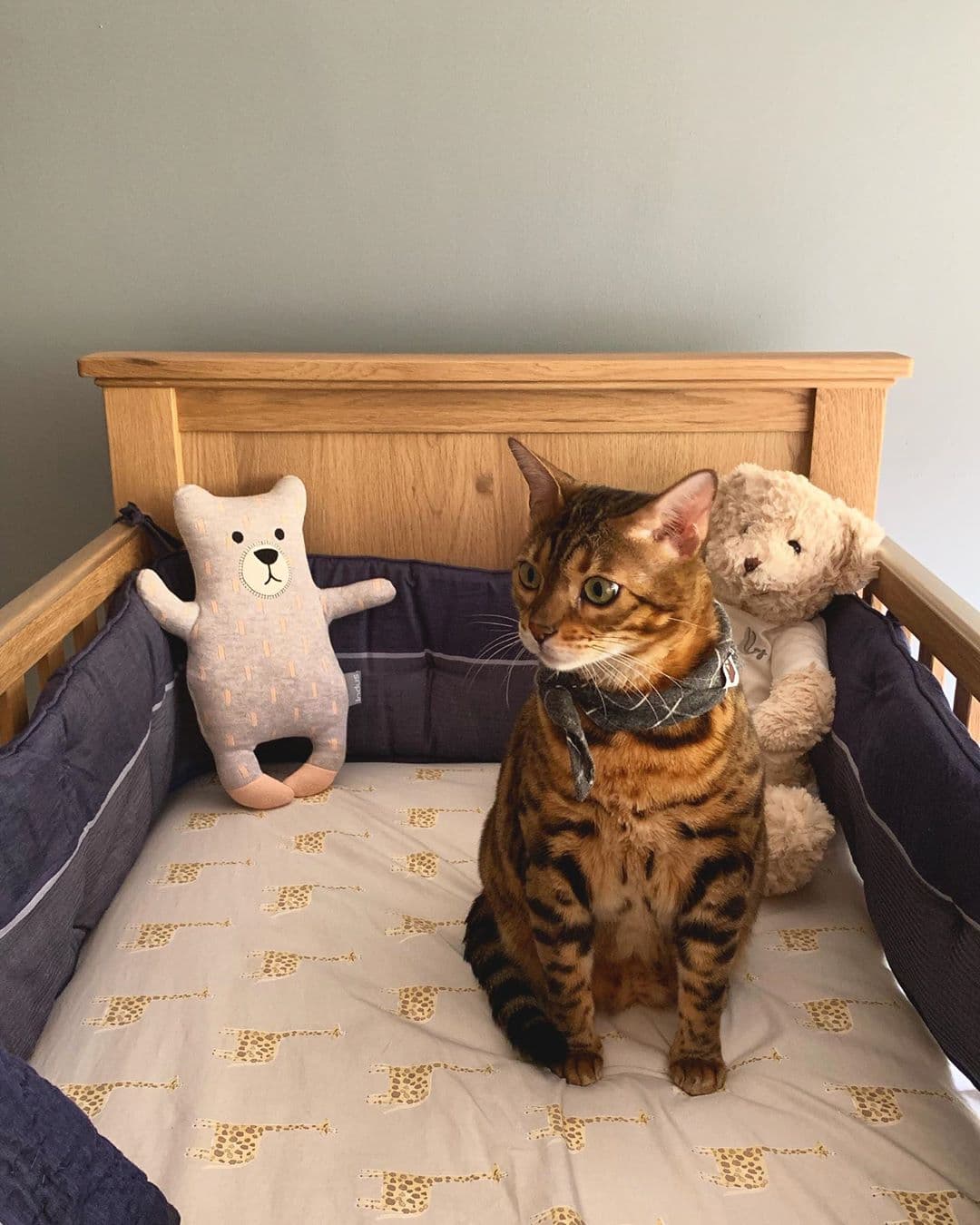 Joy tiene un gato raza bengala llamado Ramón, felino al que le gusta subirse a la cuna de Noah.